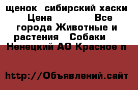 щенок  сибирский хаски › Цена ­ 12 000 - Все города Животные и растения » Собаки   . Ненецкий АО,Красное п.